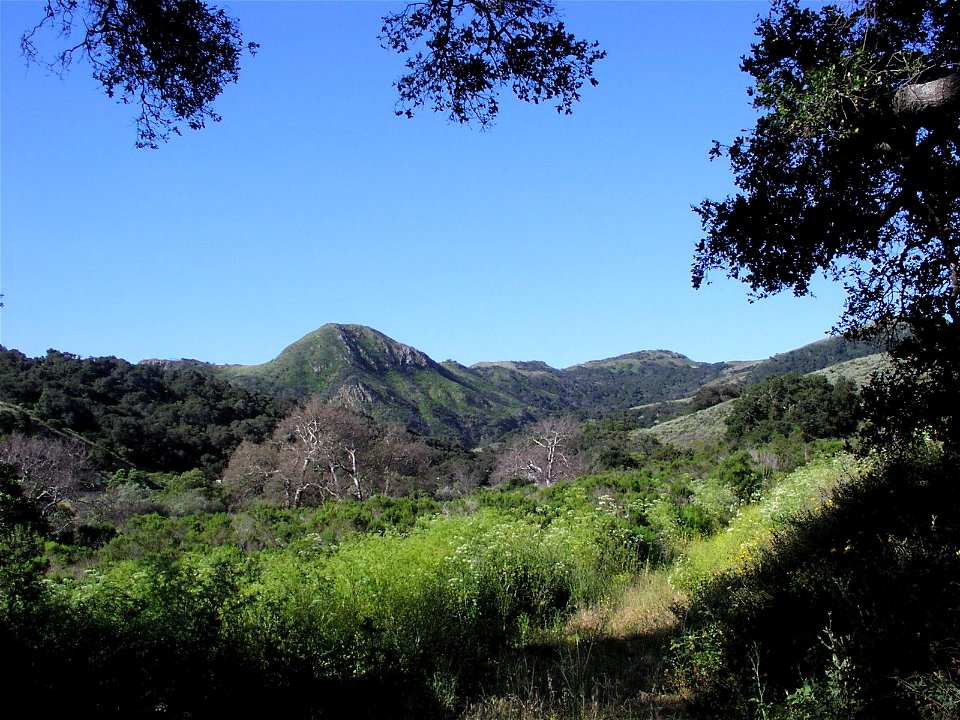 Gaviota State Park, west unit trail, Santa Ynez Mountains, Santa Barbara County, California, USA

California Sycamores, Platanus racemosa, with white bark and in winter deciduous phase, are in the cen