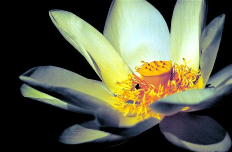Image title: American lotus flower plant nelumbo lutea Image from Public domain images website, http://www.public-domain-image.com/full-image/flora-plants-public-domain-images-pictures/flowers-public- photo