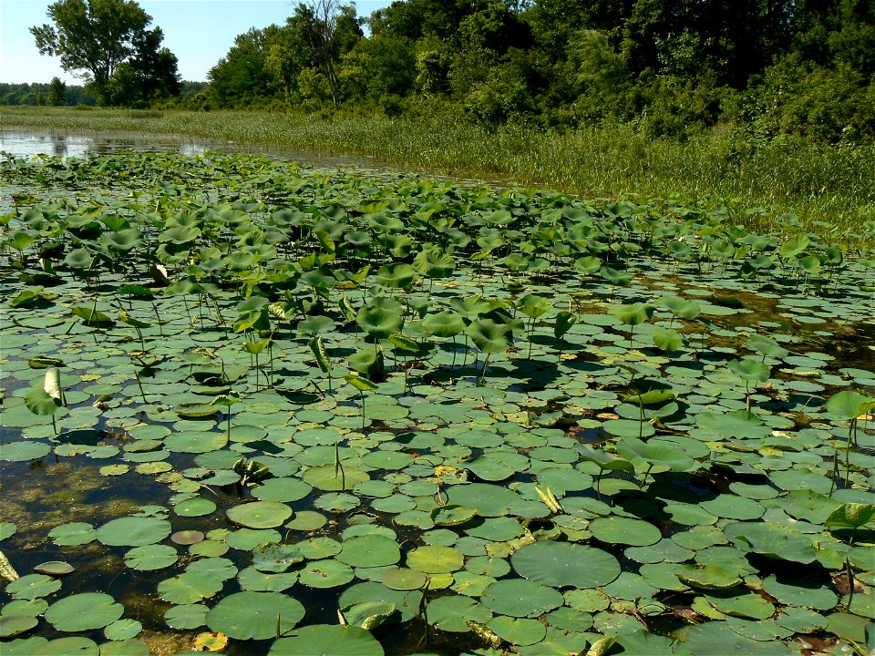 Lotus pads on small lake at DeSoto National Wildlife Refuge