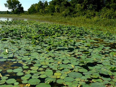 Lotus pads on small lake at DeSoto National Wildlife Refuge