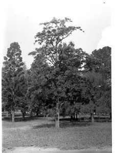 Banksia Integrifolia Specimen, Botanic Gardens photo