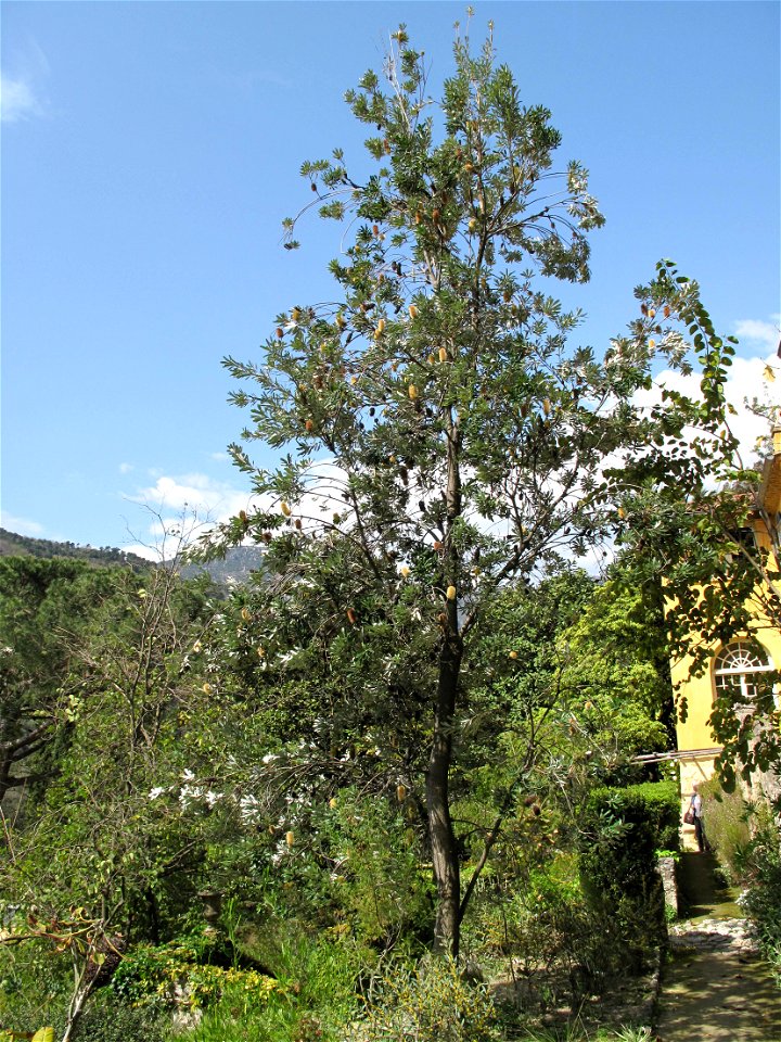 Banksia integrifolia in the jardin des Serres de la Madone in Menton (Alpes-Maritimes, France). Identified by its botanic label.