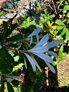 Coastal Banksia (Banksia integrifolia) photo