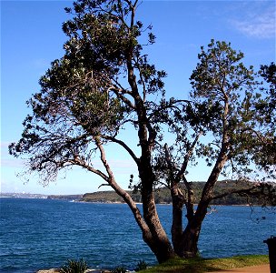 Banksia integrifolia integrifolia, gnarled tree Manly, Sydney, NSW