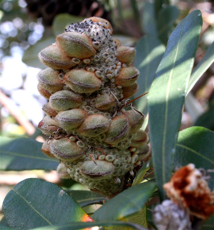 Banksia integrifolia integrifolia - young follicles, Nannygoat Hill