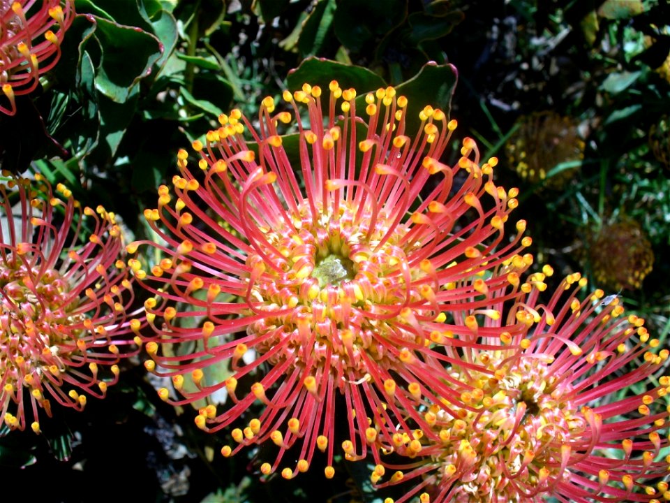 Cape Town November 2006.

Photograph: Andrew Massyn