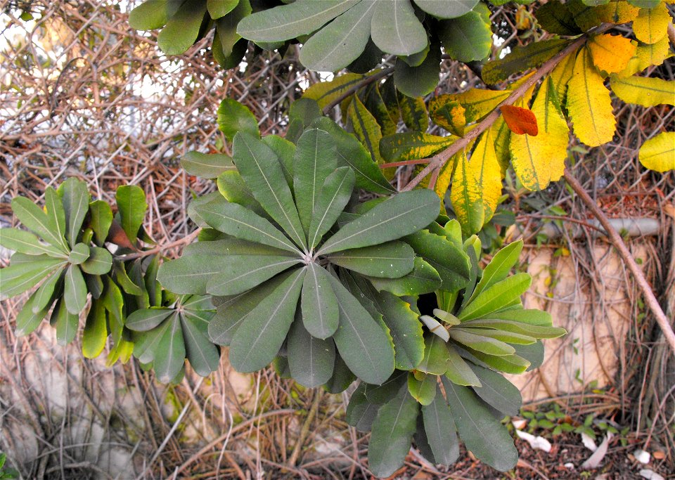 Banksia integrifolia at the San Diego Zoo, California, USA. Identified by sign.