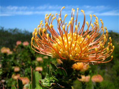 Pincushion Protea (Leucospermum cordifolium) photographed in Kirstenbosch Botanical Garden, South Africa