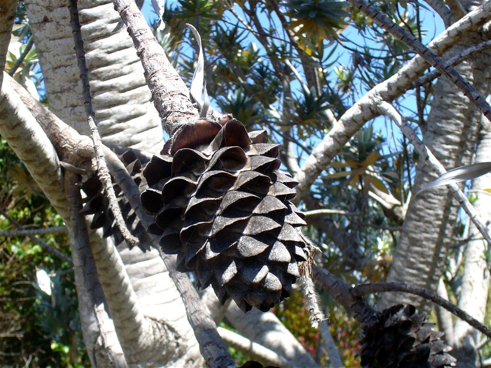 Female silver tree cone (Leucadendron argenteum)