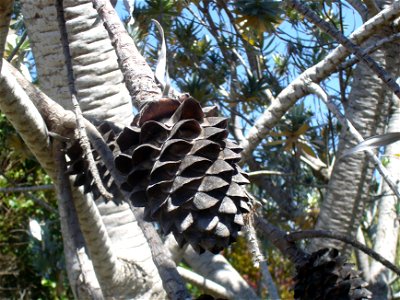 Female silver tree cone (Leucadendron argenteum) photo
