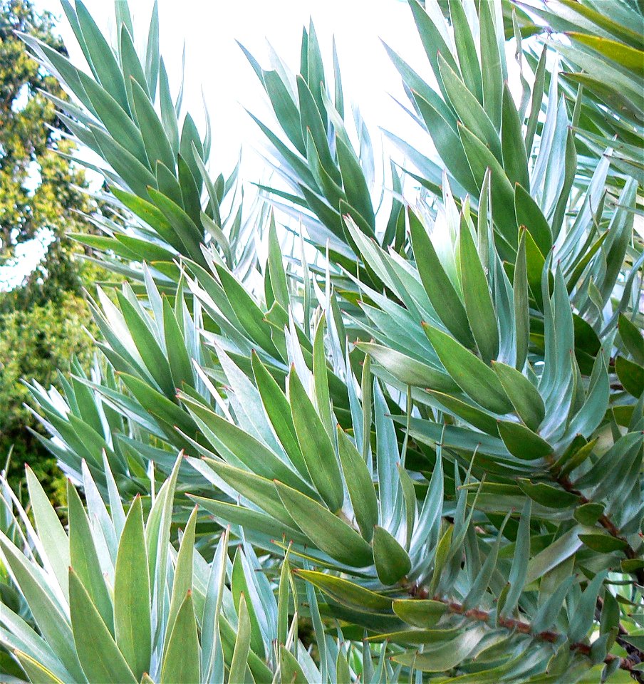 Leucadendron argenteum or Silvertree. Detail of foliage. Cape Town.
