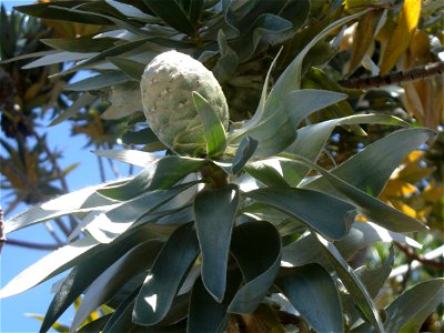 Female cone silver tree photo