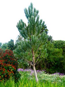 Leucadendron argenteum or Silvertree. Growing in gardens in Cape Town.
