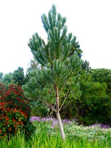 Leucadendron argenteum or Silvertree. Growing in gardens in Cape Town. photo