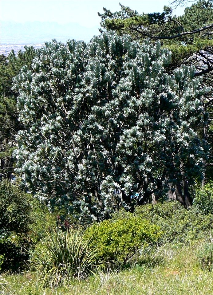 Leucadendron argenteum or Silvertree. Photo taken on the slopes of Table Mountain. Cape Town.