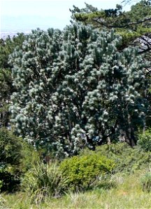 Leucadendron argenteum or Silvertree. Photo taken on the slopes of Table Mountain. Cape Town. photo