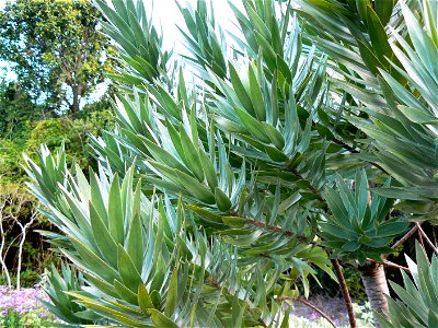 Leucadendron argenteum - Silvertree - foliage photo