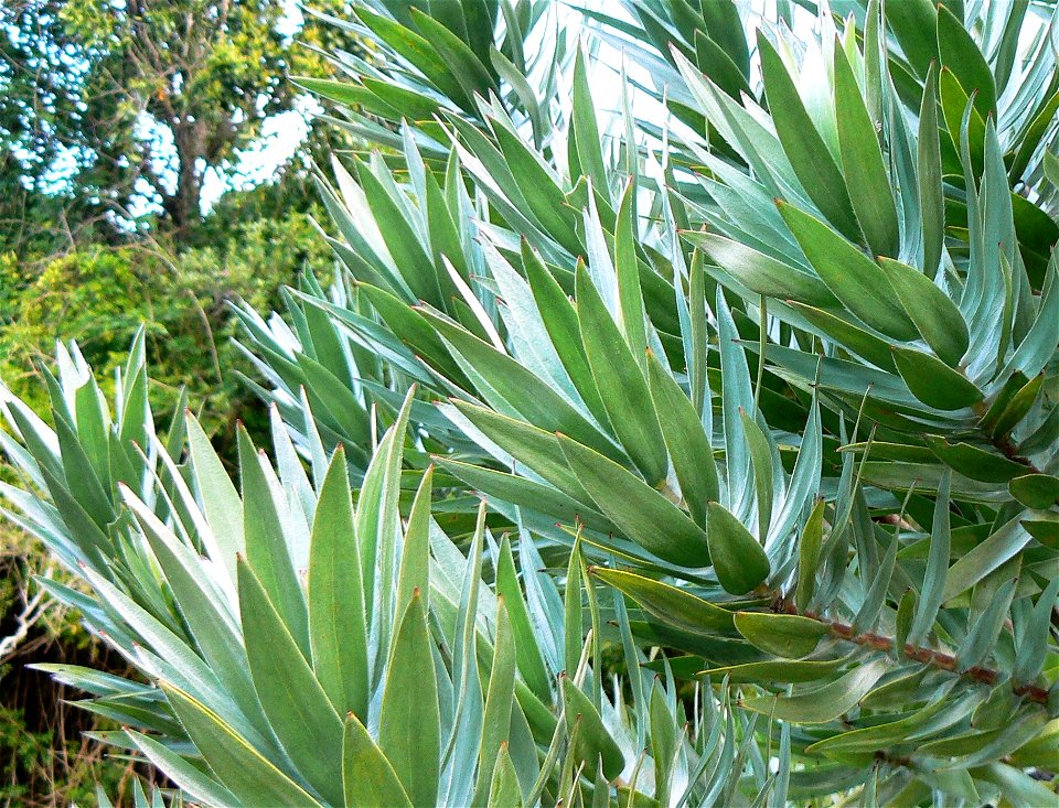 Leucadendron argenteum or Silvertree. Cape Town. photo