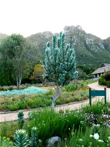 Leucadendron argenteum or Silvertree. Cape Town. photo