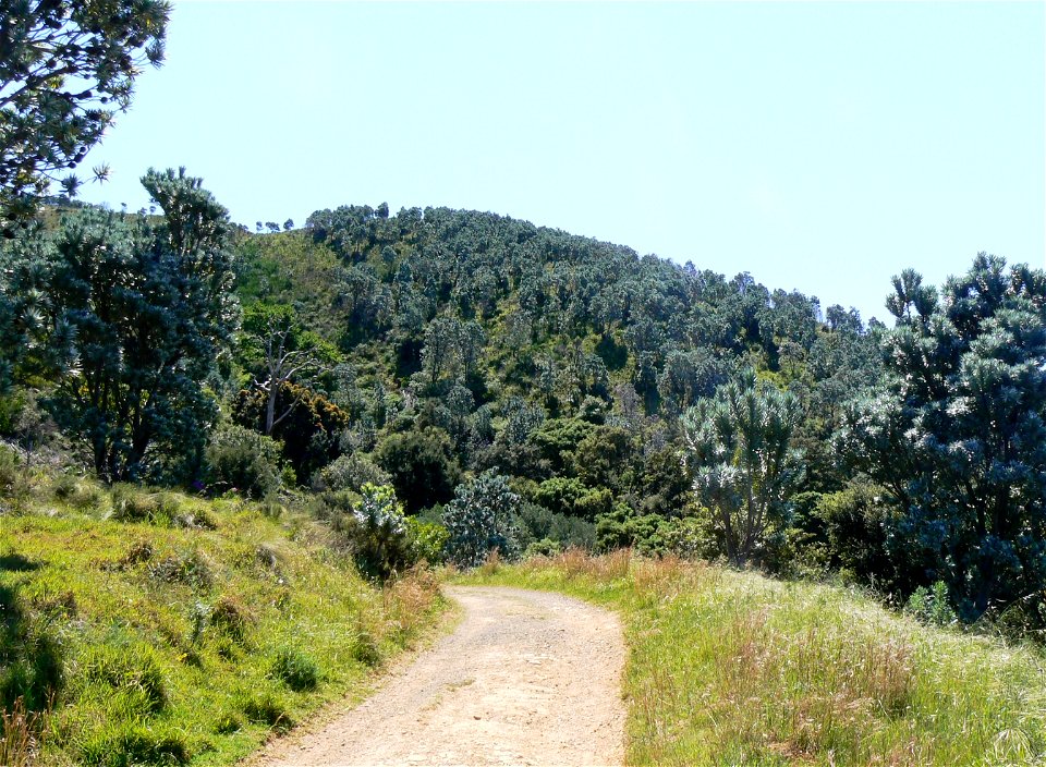 Leucadendron argenteum or Silvertree. A forest of Silver-trees on the lower slopes of Devils Peak. Cape Town.