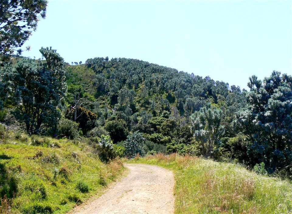 Leucadendron argenteum or Silvertree. A forest of Silver-trees on the lower slopes of Devils Peak. Cape Town. photo