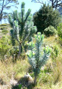 Leucadendron argenteum or Silvertree. Young trees re-seeding in their natural habitat after the partial clearance of invasive pine plantations. Table Mountain, Cape Town. photo
