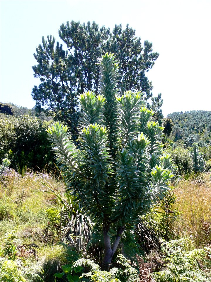 Leucadendron argenteum or Silvertree. Two generations of this unique plant growing next to each other on the slopes of Table Mountain. photo