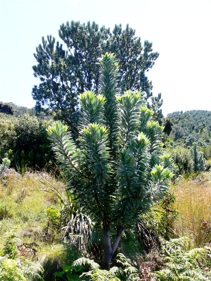 Leucadendron argenteum or Silvertree. Two generations of this unique plant growing next to each other on the slopes of Table Mountain.