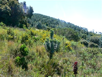 Leucadendron argenteum or Silvertree. Return of indigenous Silver-tree to Table Mountain after removal of invasive pine plantations. Cape Town. photo