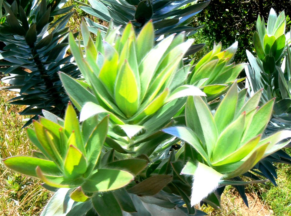 Leucadendron argenteum or Silvertree. Detail of new leaf bud growth. Cape Town.