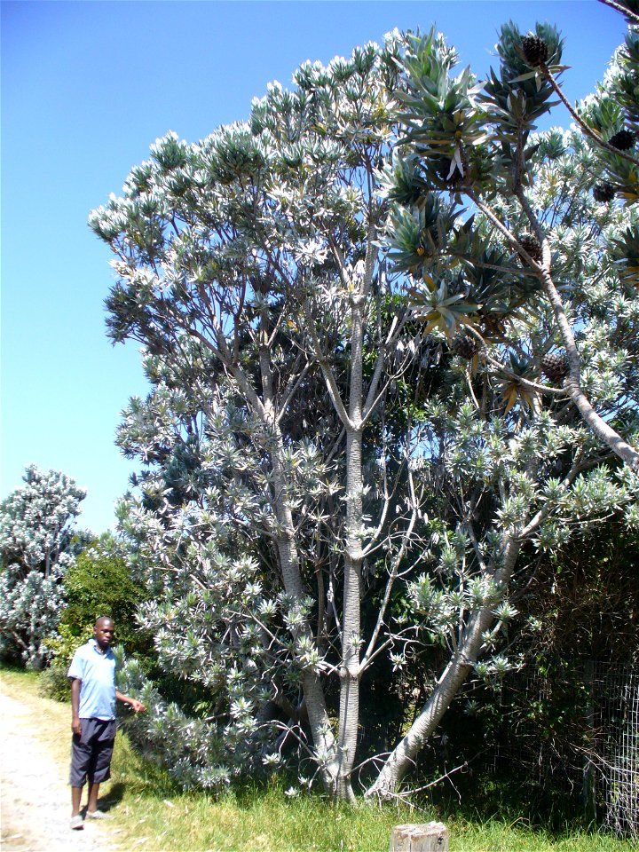Male silver tree with female tree in foreground