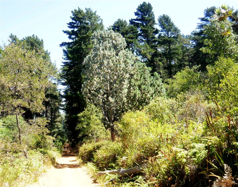 Newlands Forest. Cape Town. Border between endangered indigenous Peninsula Granite Fynbos and land used for commercial pine plantations. A large Silvertree can be seen in the middle of the image.