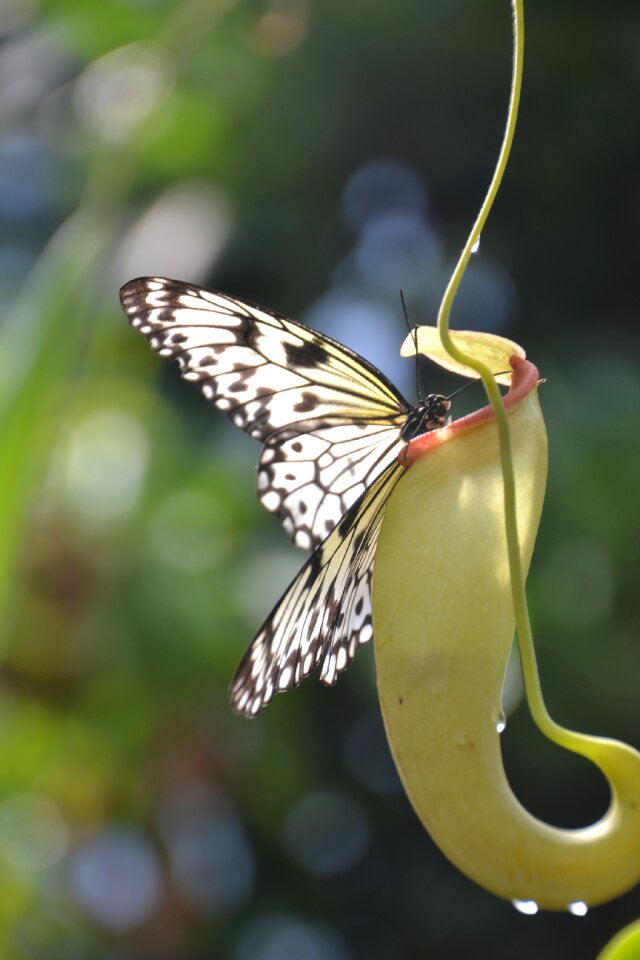 Garden butterflies wings