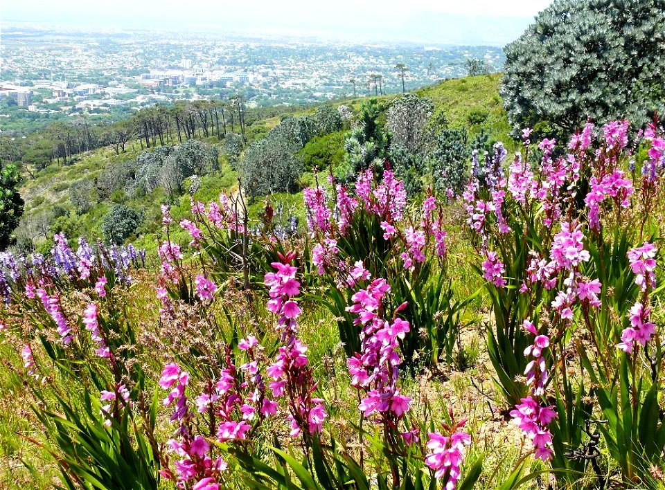 Peninsula Shale Fynbos. A subtype of Cape Winelands Shale Fynbos. Flowering geophytes with Silvertrees. Devils Peak above Rhodes Memorial. Cape Town.