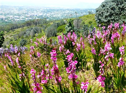 Peninsula Shale Fynbos. A subtype of Cape Winelands Shale Fynbos. Flowering geophytes with Silvertrees. Devils Peak above Rhodes Memorial. Cape Town. photo