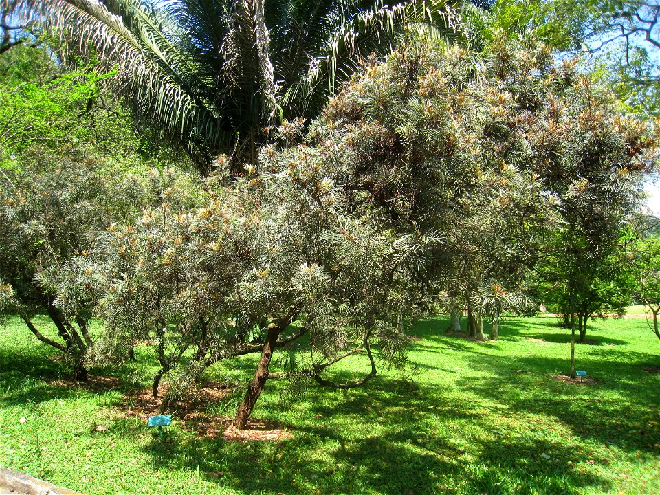 Grevillea banksii in the Jardim Botânico de São Paulo, São Paulo City, SP, Brazil.