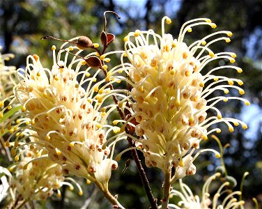 Grevillea banksii, white flowered form, Hunter Region Botanic Gardens