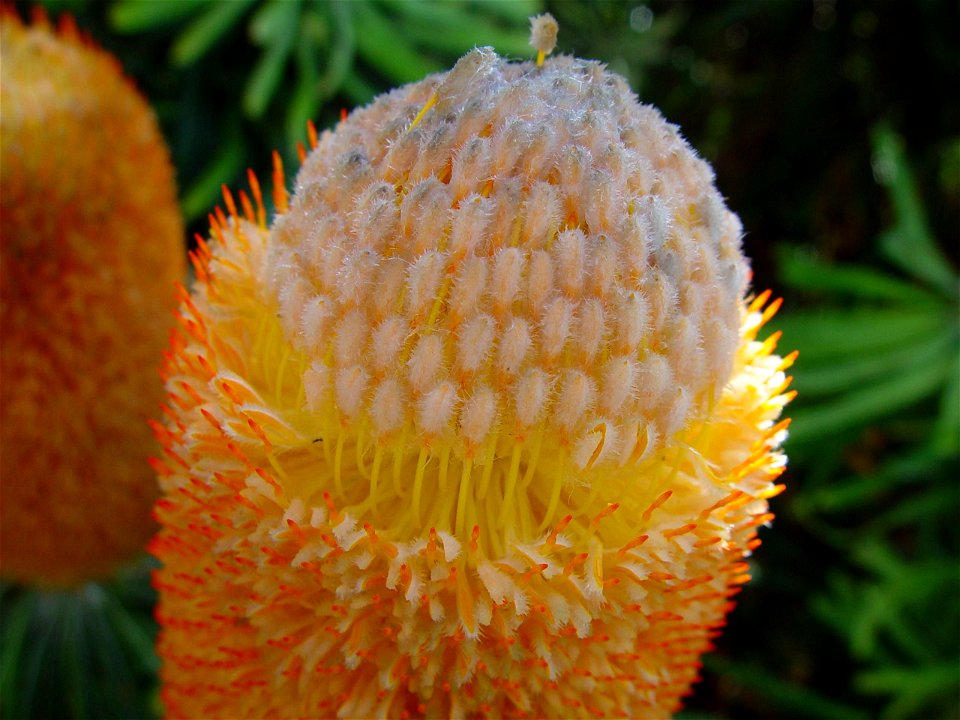 Image title: Banksia flower closeup banksia serrata
Image from Public domain images website, http://www.public-domain-image.com/full-image/flora-plants-public-domain-images-pictures/flowers-public-dom