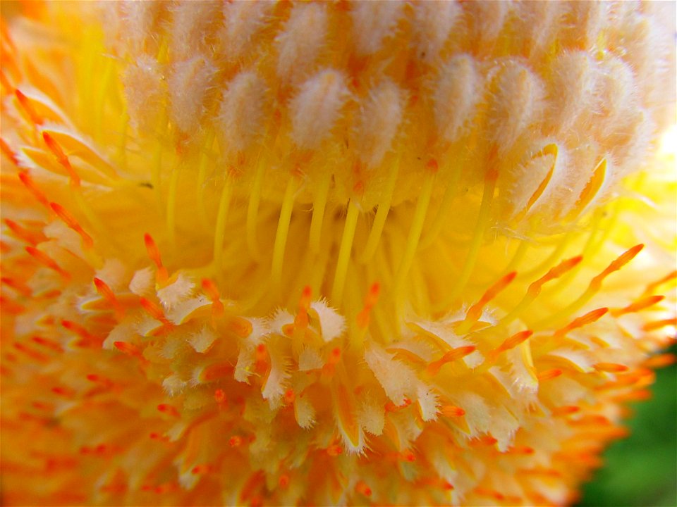 Banksia flower (? Banksia serrata) close up
