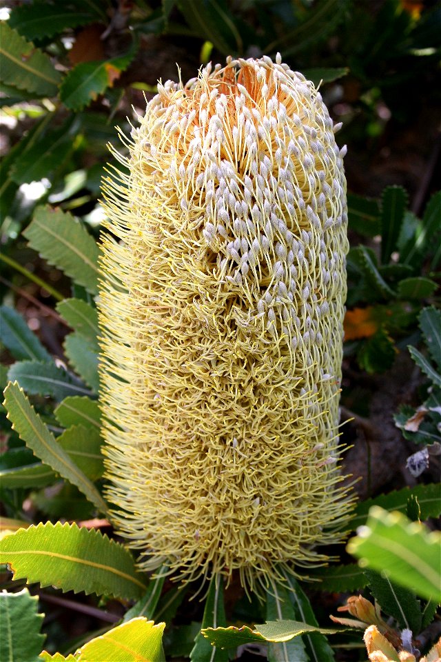 Banksia serrata, Henry Head