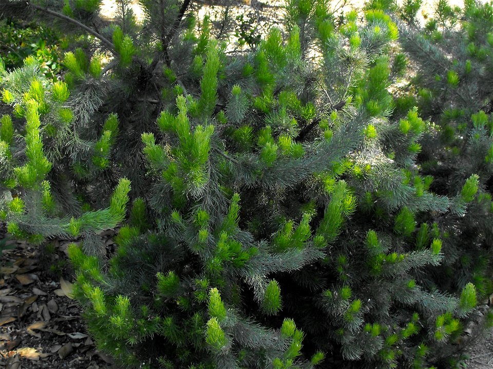 Adenanthos sericeus at Quail Botanical Gardens in Encinitas, California, USA.
