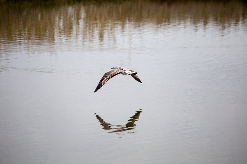 Fly in water