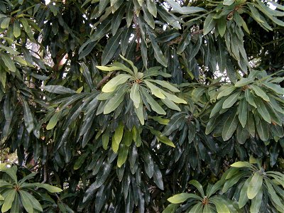 Alloxylon flammeum, foliage - Stony Range Flora Reserve, Dee Why NSW
