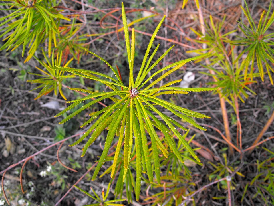 Banksia ericifolia at the San Diego Zoo, California, USA. Identified by sign.