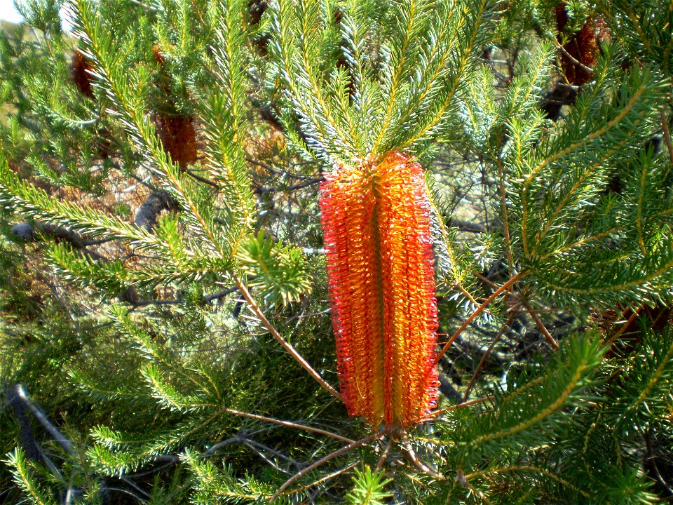 Banksia ericifolia, flower.
