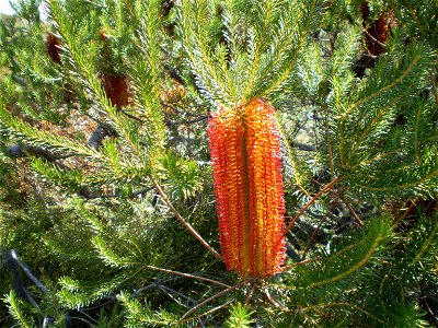 Banksia ericifolia, flower.