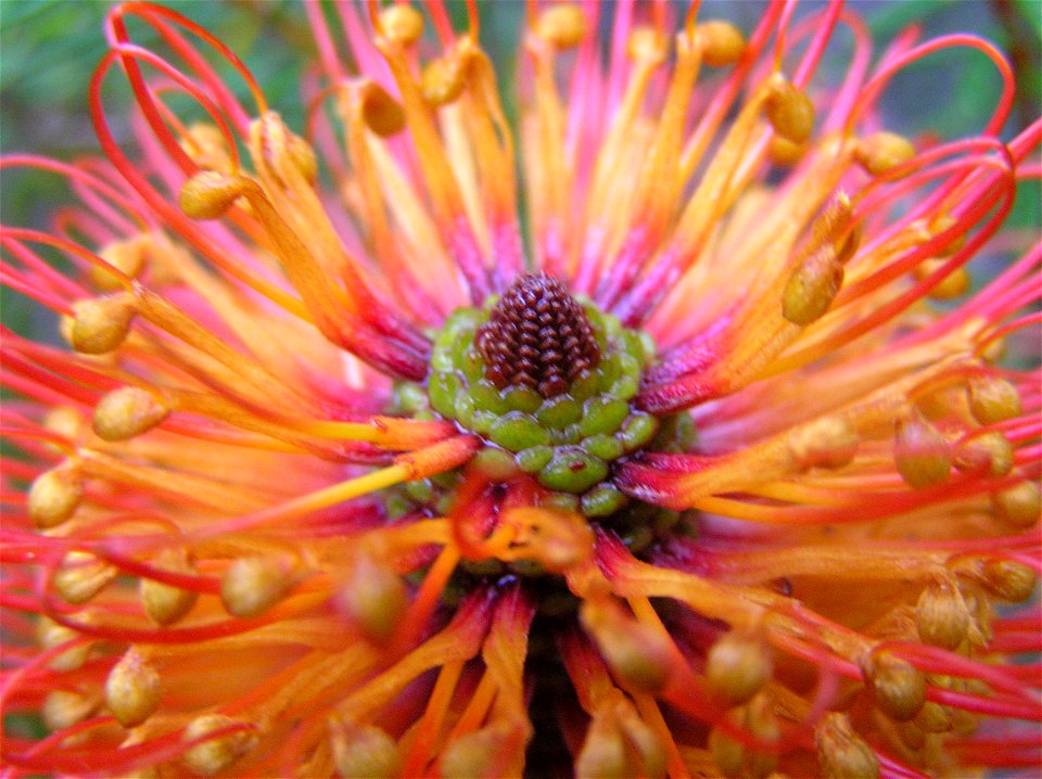 Photo: C.Coverdale  Subject:Banksia ericifolia Location:Sydney, Australia