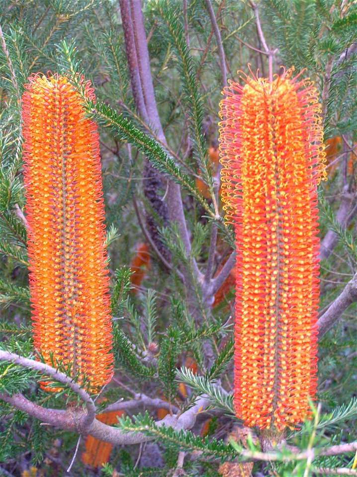 Photo: C.Coverdale  Subject:Banksia Location:Sydney, Australia