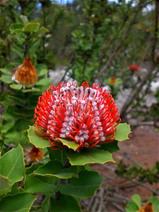 The plant species Banksia coccinea, an occurrence near Frenchman Bay Road, Little Grove, Albany. photo