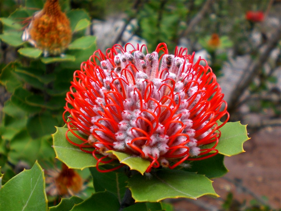 The plant species Banksia coccinea, an occurrence near Frenchman Bay Road, Little Grove, Albany. Crop of the original image, File:Banksia coccinea - Little Grove.jpg.